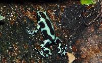 Dendrobates auratus