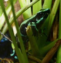 Dendrobates auratus