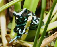 Dendrobates auratus