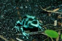 Dendrobates auratus