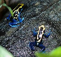 Dendrobates tinctorius