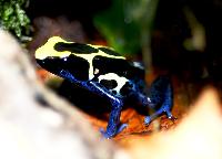Dendrobates tinctorius
