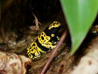 Dendrobates leucomelas