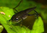Hymenochirus boettgeri