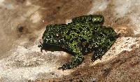 Bombina orientalis