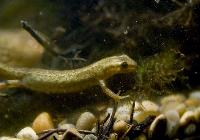 Lissotriton vulgaris