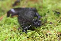 Triturus cristatus
