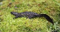 Triturus cristatus