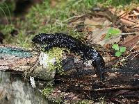 Triturus cristatus