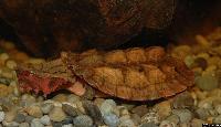 Chelus fimbriatus (Mata mata)