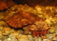 Chelus fimbriatus (Mata mata)