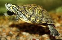 Trachemys scripta scripta