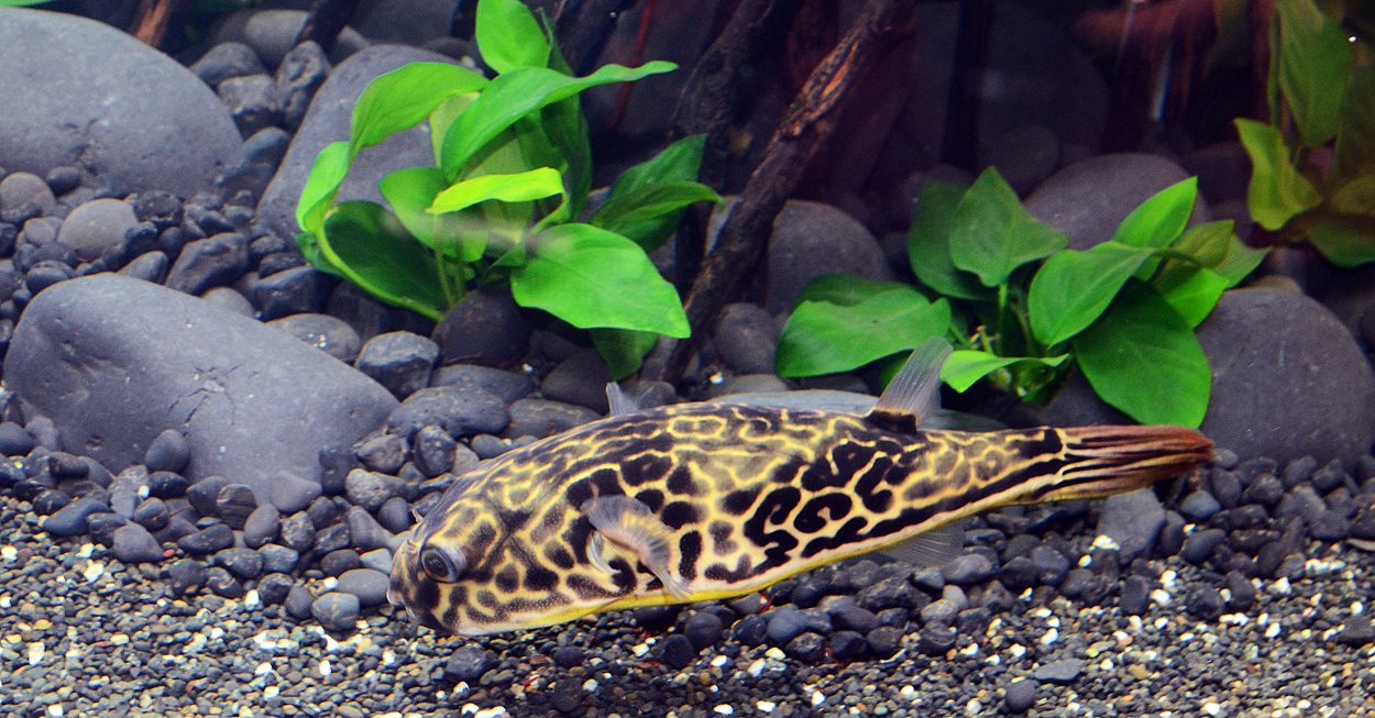Interzoo 2012- Croci/Amtra