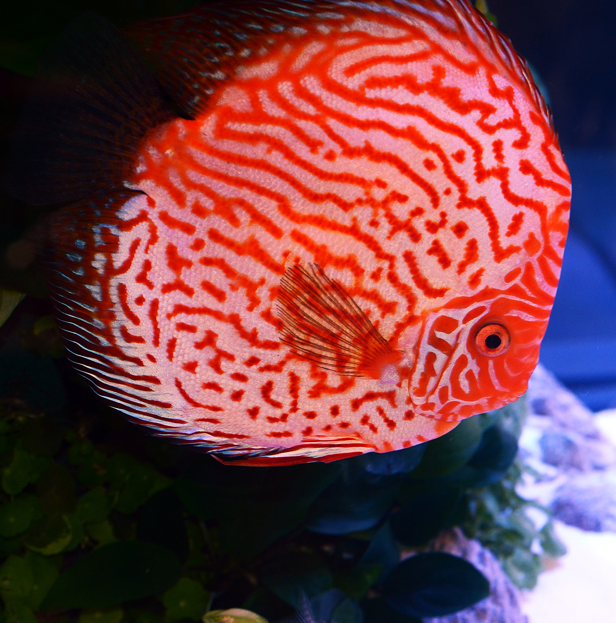 Interzoo 2012