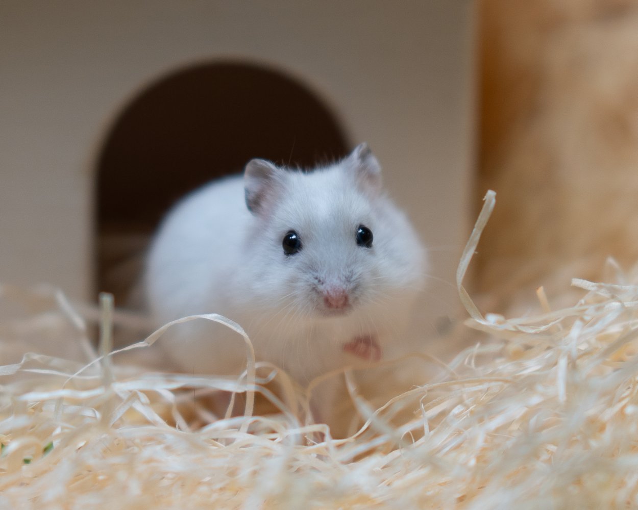 Sibirisk dvärghamster Pärlemo