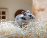 Guldhamster