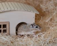 Gerbil