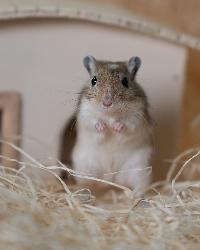 Gerbil