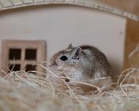 Gerbil