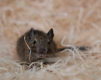 Degu