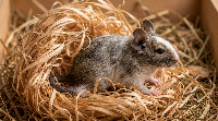 Gerbil Brookig