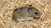 Kinesisk Dvärghamster