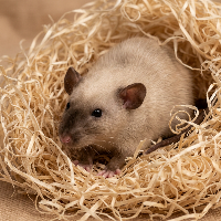 Råtta 