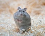 Sibirisk dvärghamster Safirblå